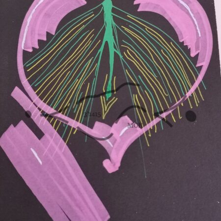 Corazon Espina Dorsal